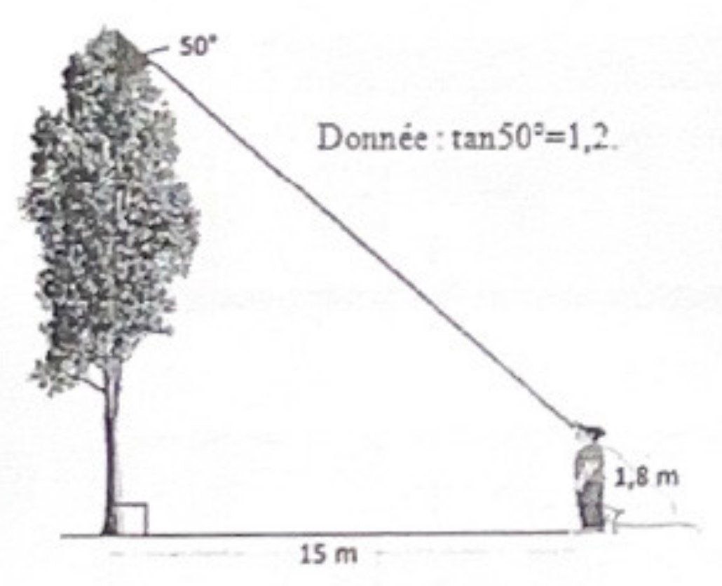 Arbre