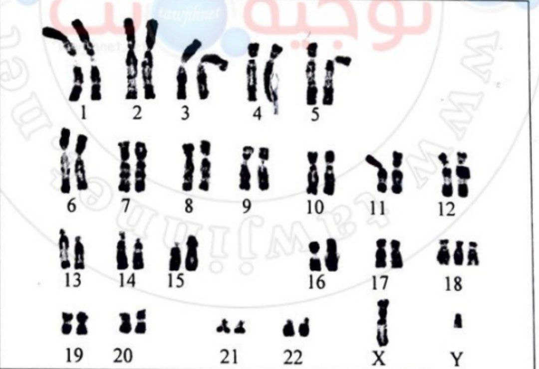 Caryotype