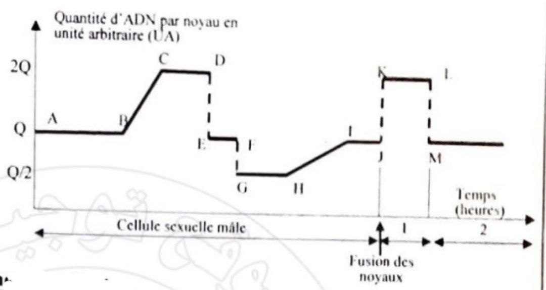 Quantité ADN