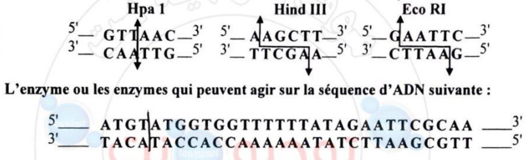 Pedigree