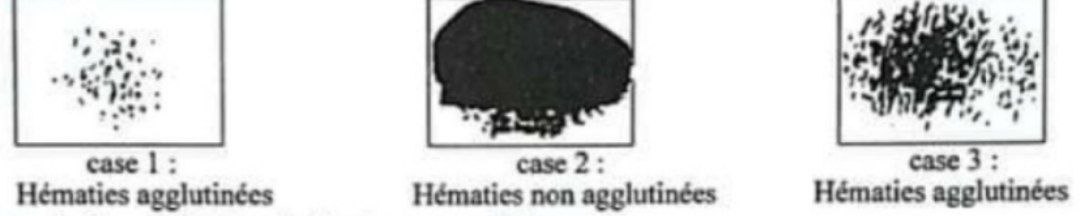 Expérience agglutination
