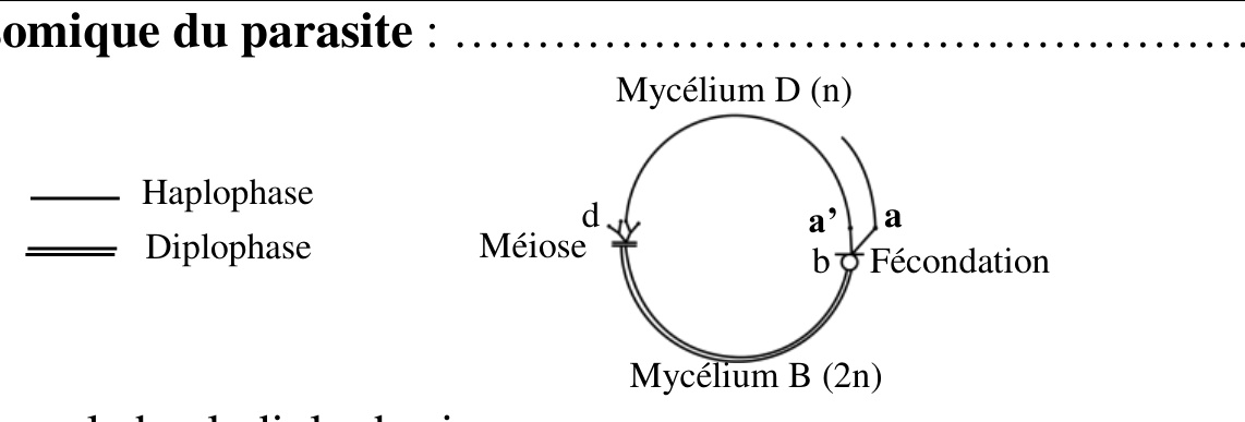 Cycle chromosomique du parasite