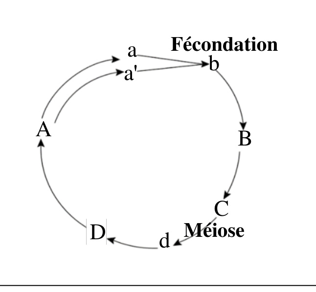 Schéma du cycle de développement