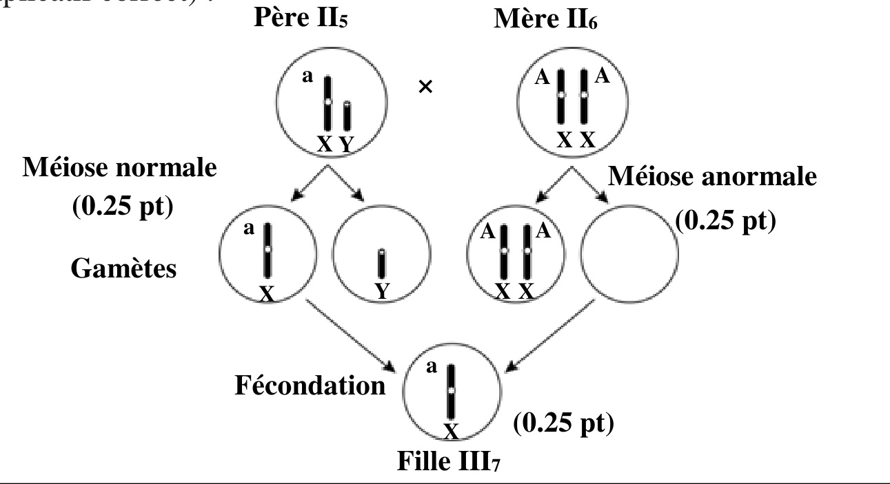 Schéma explicatif méiose et fécondation anomalie III7