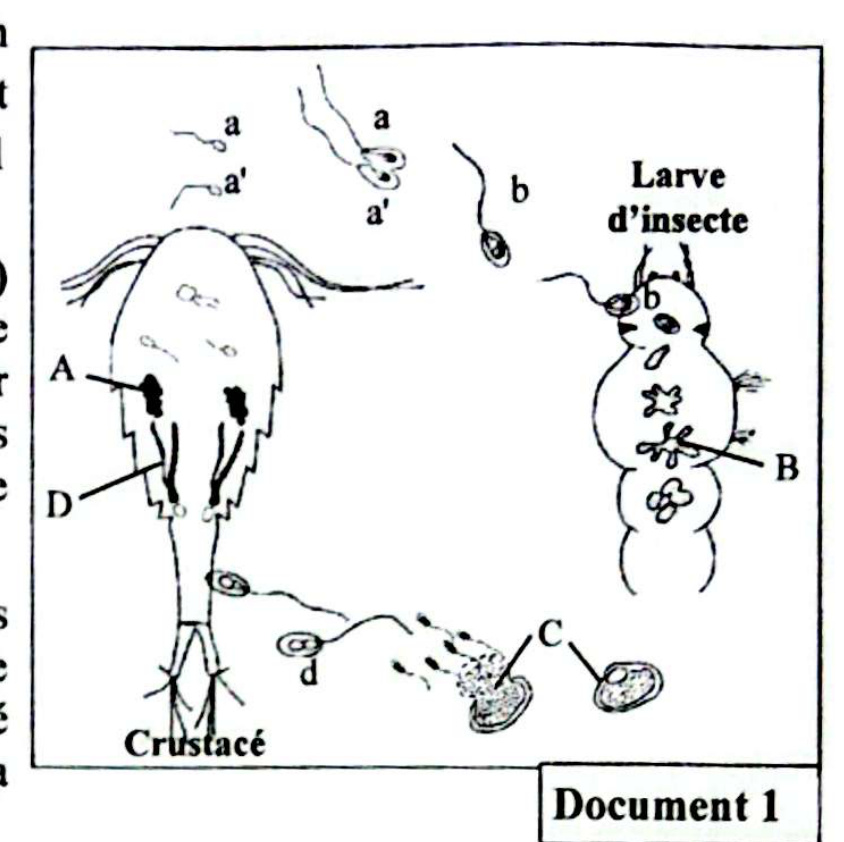 Document 1 - Cycle de développement de Coelomomyces psorophorae