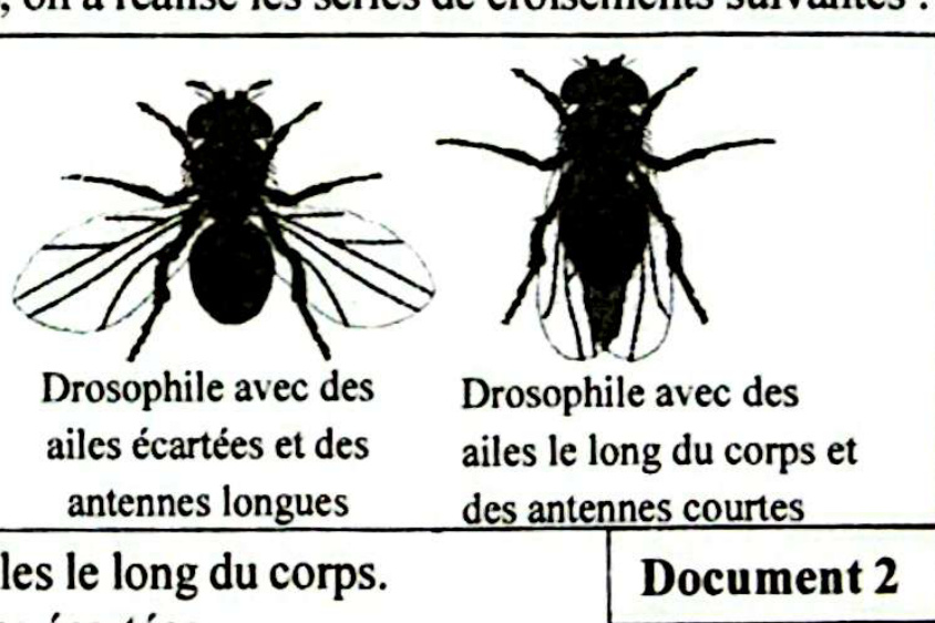 Document 2 - Phénotypes de Drosophile