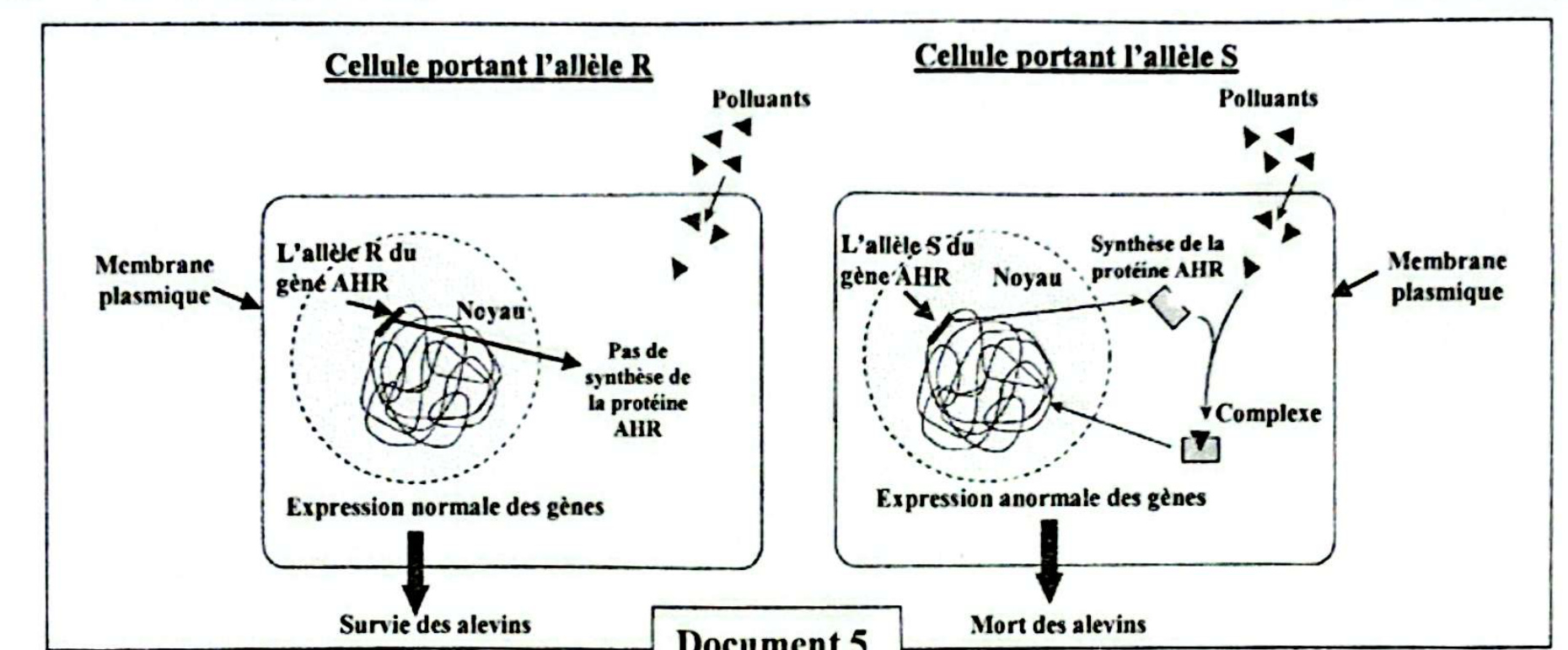 Document 5 - Mécanisme cellulaire AHR