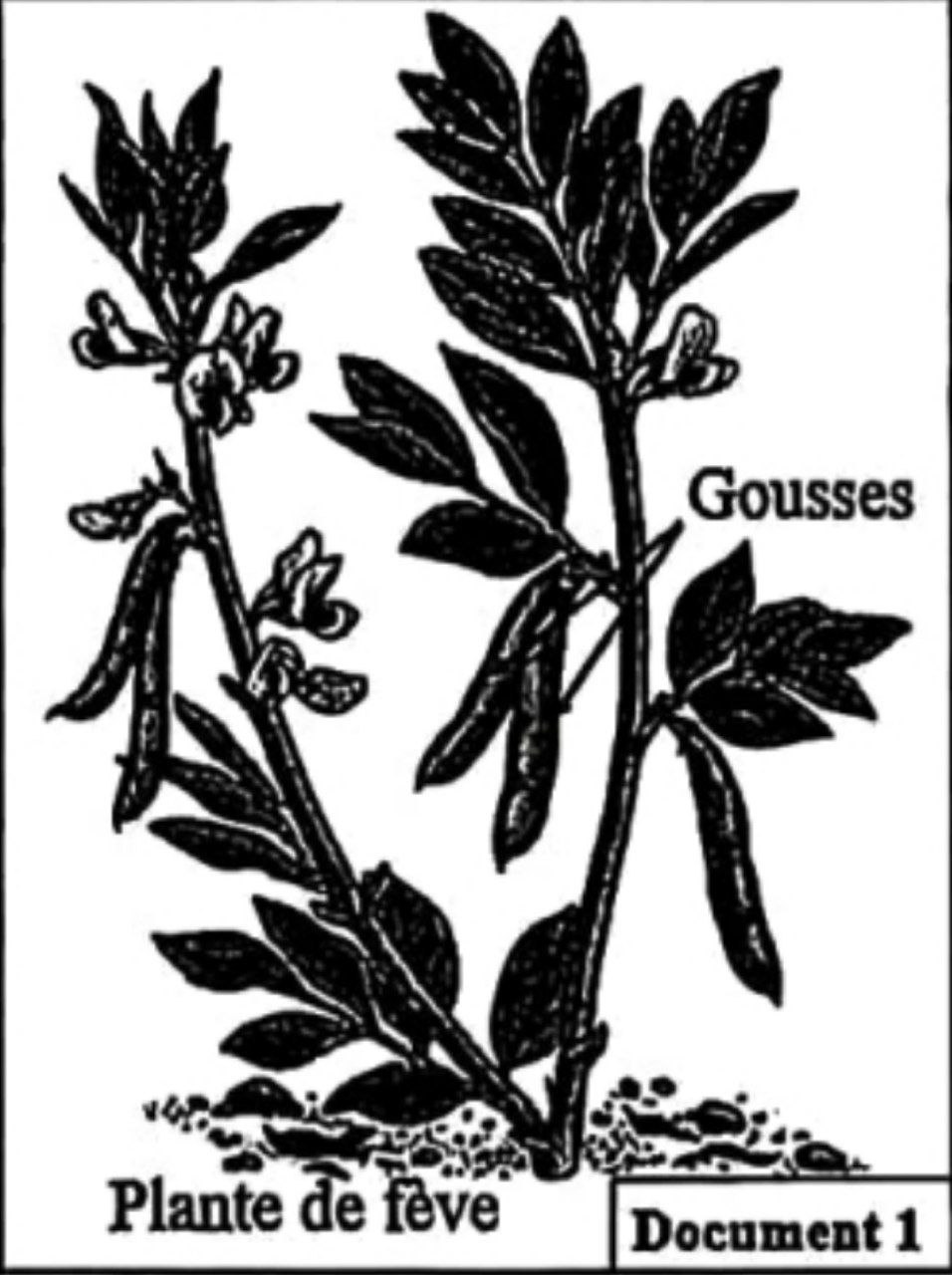 Document 1 : Plante de fève