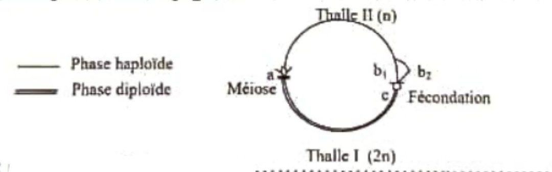 Polygones de fréquences P2 et P'2