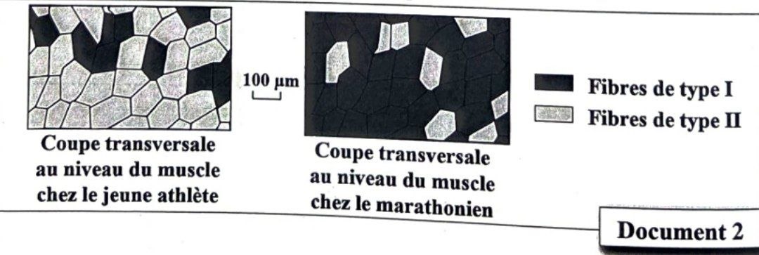 Document 2 : Coupe transversale muscle