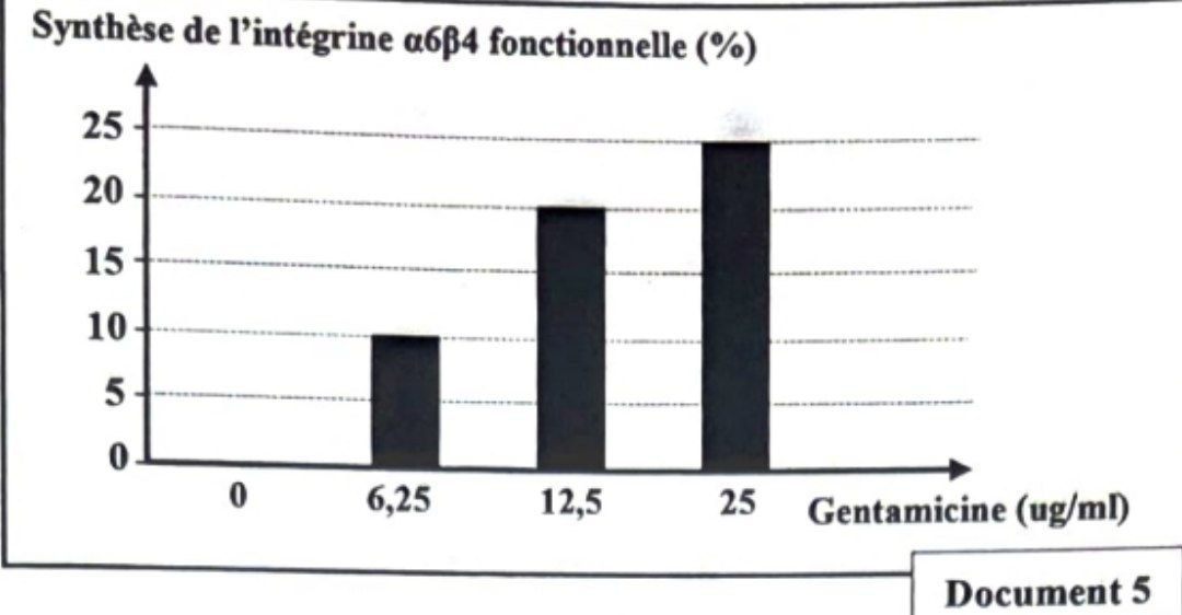Document 5 : Graphe gentamicine