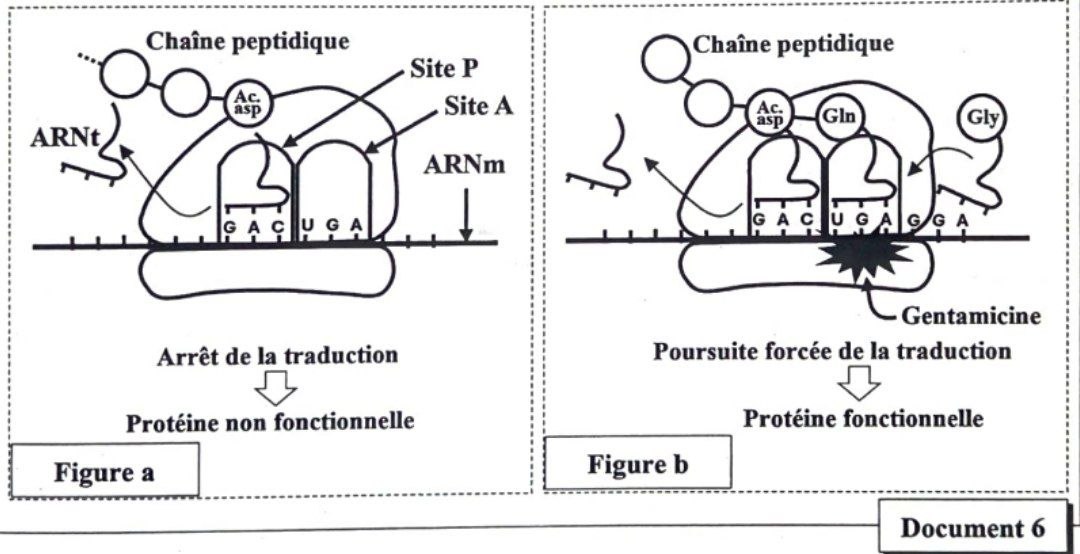 Document 6 : Schéma ribosomes