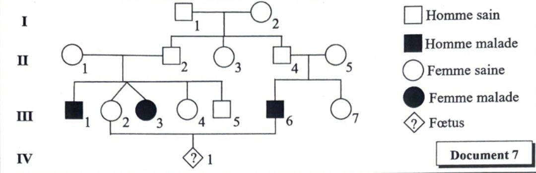 Document 7 : Arbre généalogique
