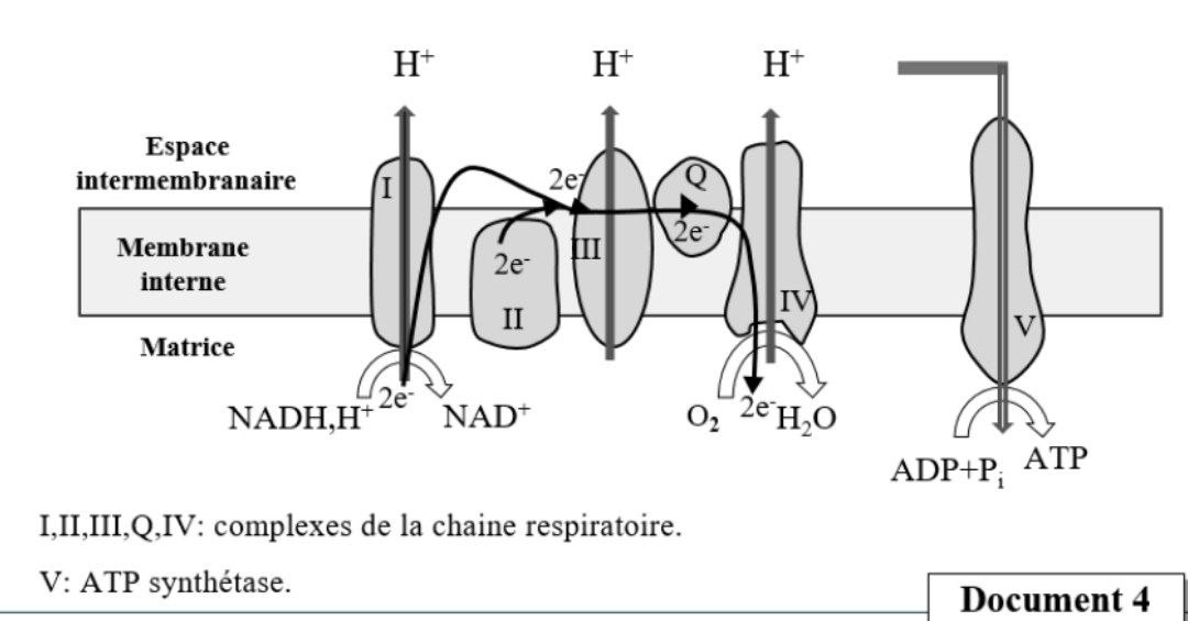 Document 4 - Chaîne respiratoire et synthèse d'ATP