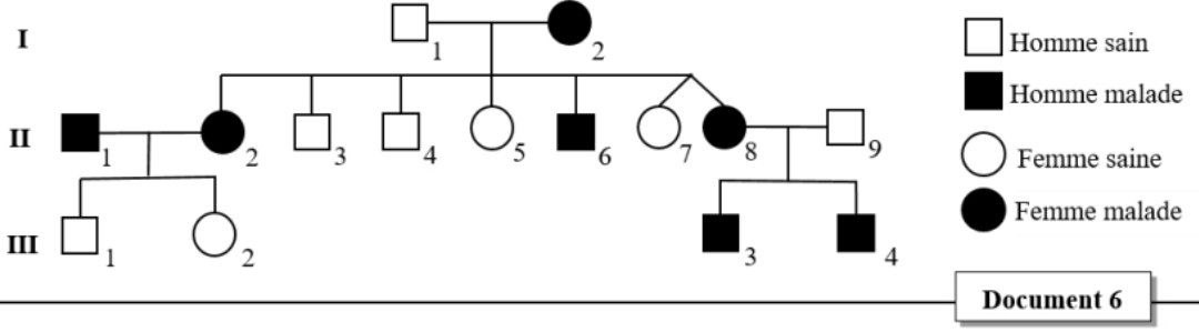 Document 6 - Arbre généalogique