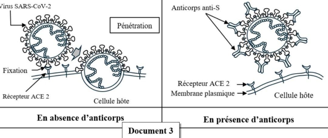 Document 3 - Mécanisme de neutralisation par les anticorps